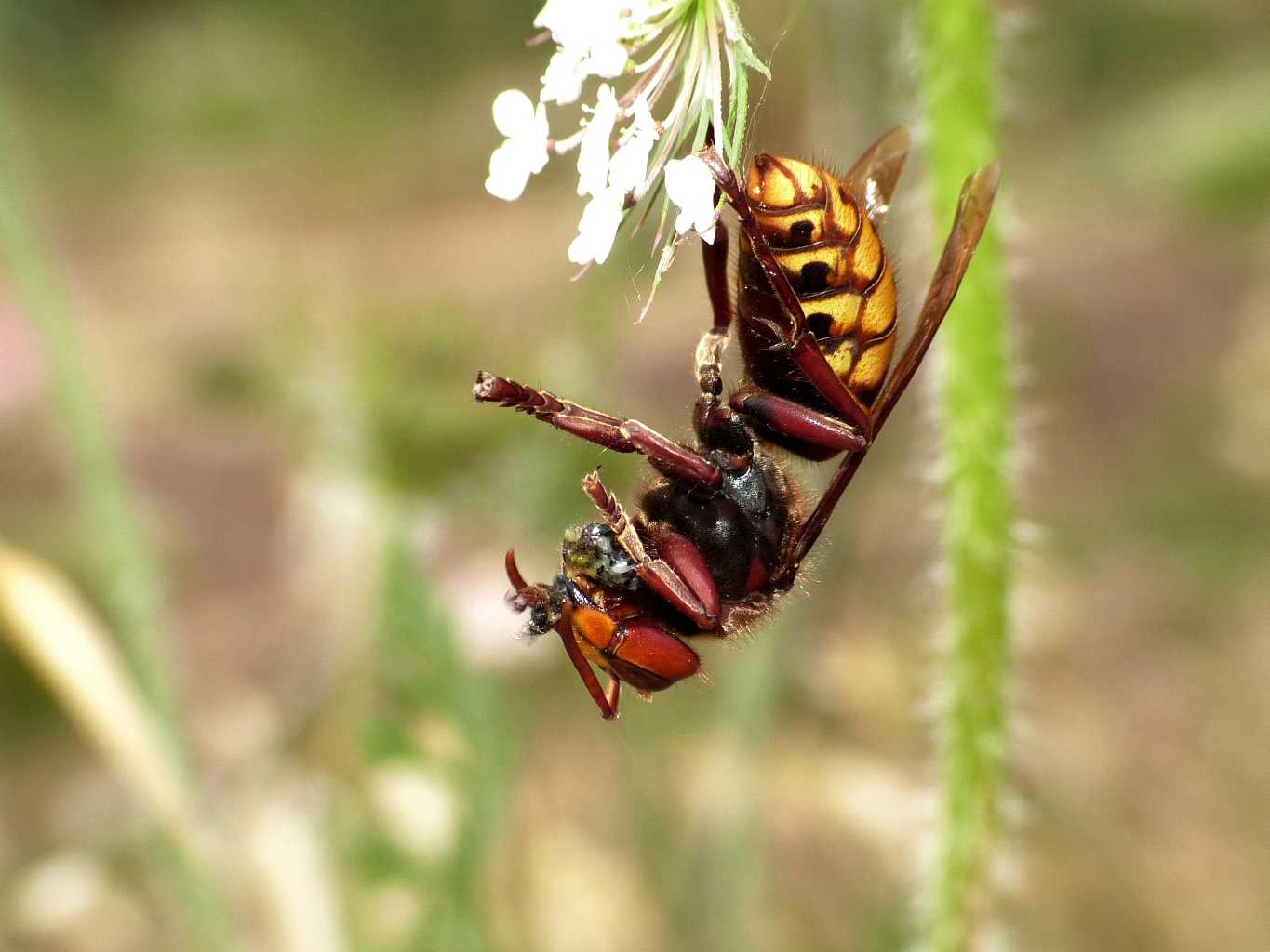 Vespa crabro preda Stenopterus rufus e ne fa una polpetta.